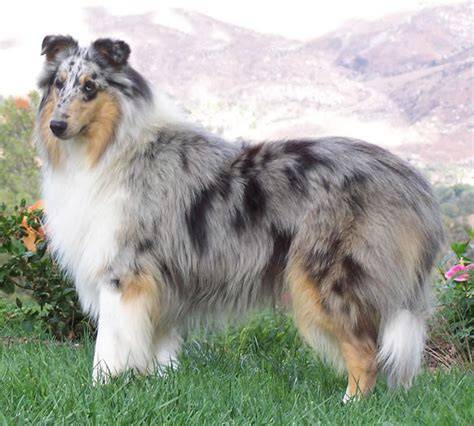 Collie de pelo largo con pelaje tricolor