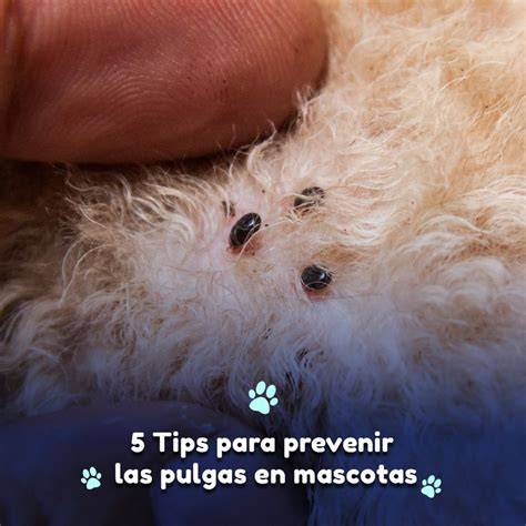 Perro con pulgas y revisión del pelaje