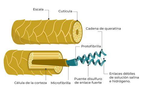 queratina hidrolizada estructura cabello