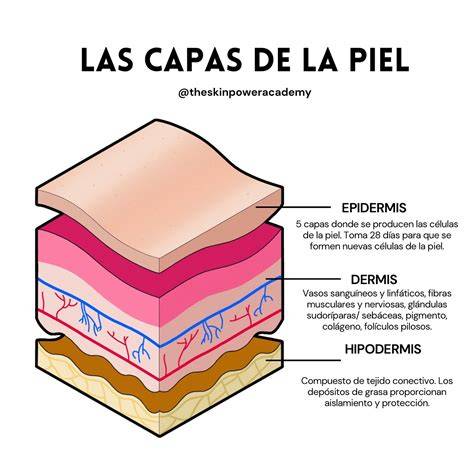 Capas de la piel y formación de estrías