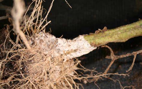 Esclerotinia en tallo y sustrato