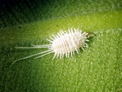 Cochinilla algodonosa en hojas y tallos