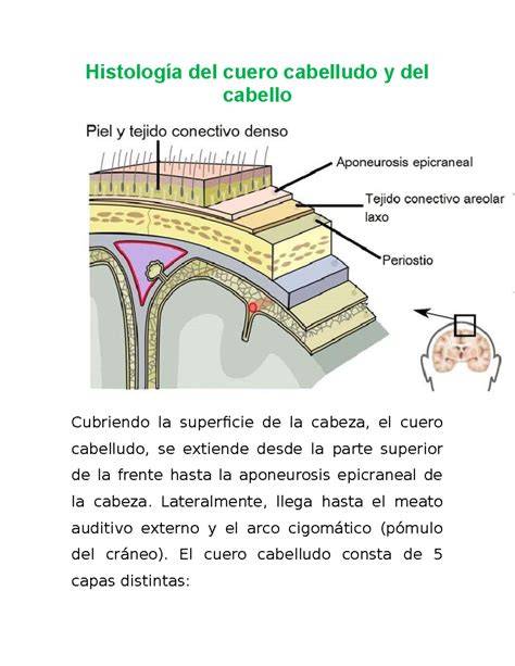 capas anatómicas del cuero cabelludo