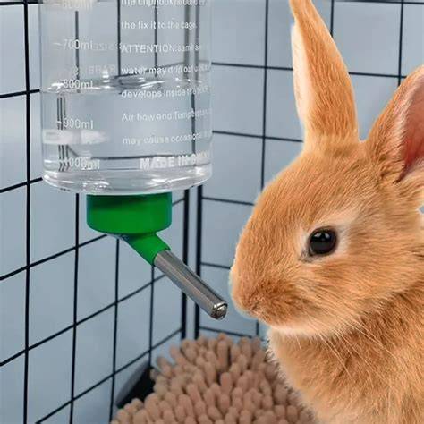 Baño parcial de conejo con agua templada