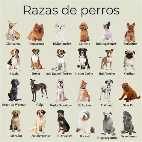 Perros de distintas razas en peluquería canina