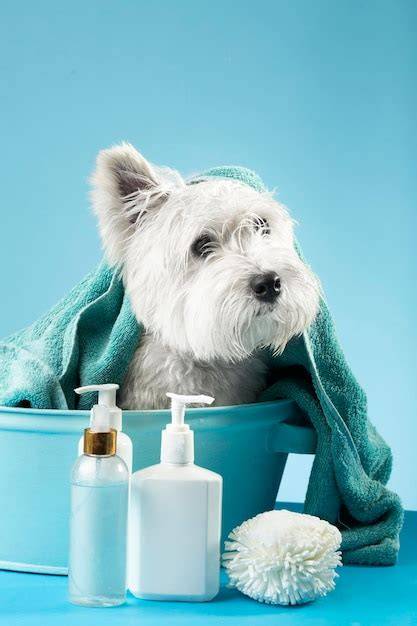 Perro feliz después de una sesión de grooming