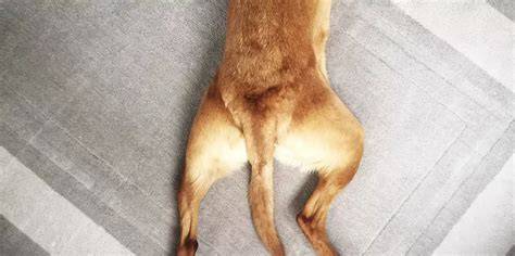 Perro con calva en la base de la cola