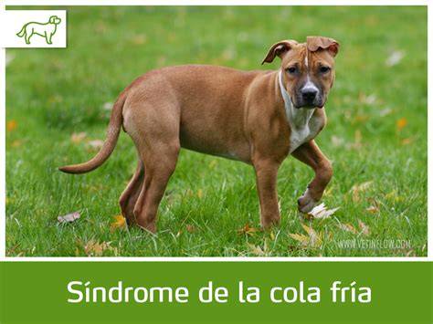 Perro con síndrome de cola fría