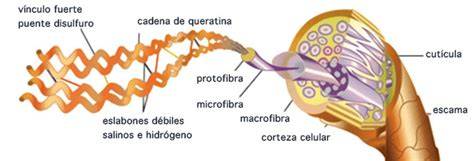 estructura química de la queratina capilar