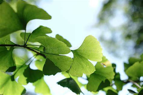 Hojas de ginkgo biloba en forma de abanico