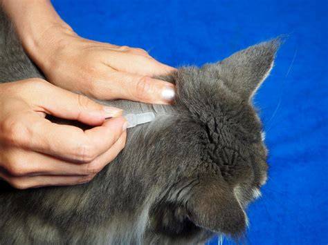 Aplicación de pipeta entre omóplatos del gato