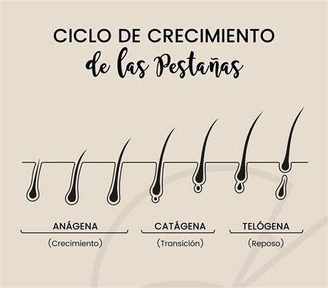 ciclo de crecimiento de cejas y pestañas