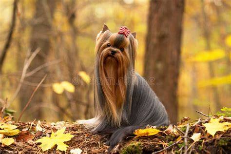 Yorkshire Terrier con pelo sedoso