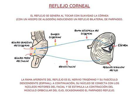 Reflejo corneal y vías nerviosas