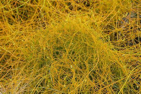 Cabello de ángel Cuscuta sobre planta hospedera