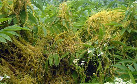 Haustorios de Cuscuta en planta hospedera