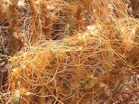 Distribución natural de Cuscuta en Chile