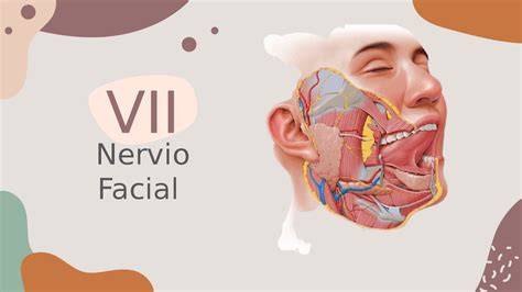 Distribución anatómica del vello facial