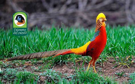 Faisán dorado macho con cresta naranja