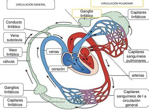 Relación entre circulación sanguínea y linfática