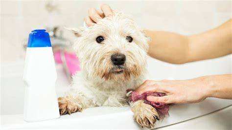 Perro de pelaje blanco durante el baño