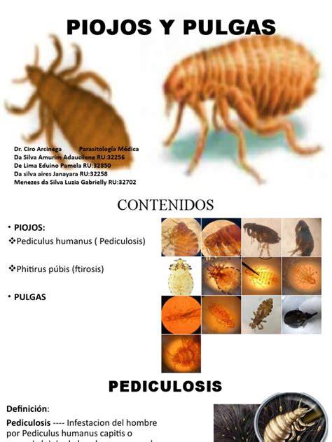 Comparación entre psocóptero alado y piojo de libros
