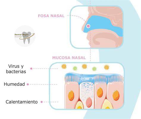 Defensa respiratoria y vello nasal