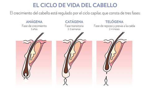 ciclo de crecimiento y caída del cabello