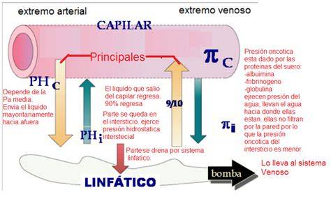 Esquema de fuerzas y presión capilar