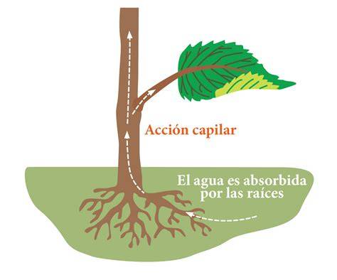 Ascenso capilar del agua en una planta