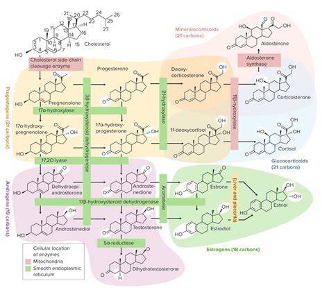 Ruta biosintética de andrógenos suprarrenales