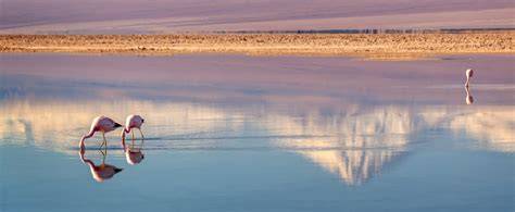 Flamencos y paisaje del Salar de Atacama