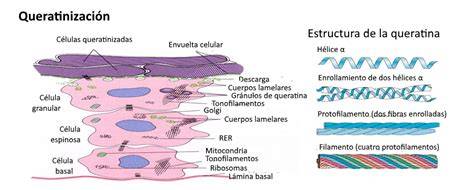 proceso de queratinización del cabello