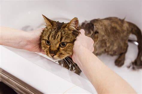 Gato doméstico durante un baño seguro