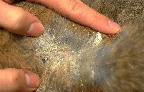Ácaros Cheyletiella sobre pelo de perro