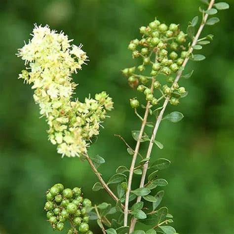 Planta Lawsonia inermis y henna capilar