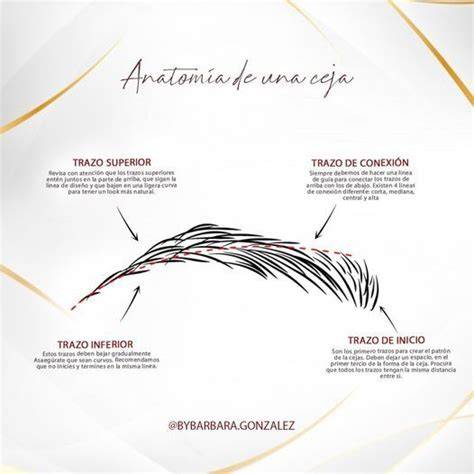 anatomía del arco de la ceja