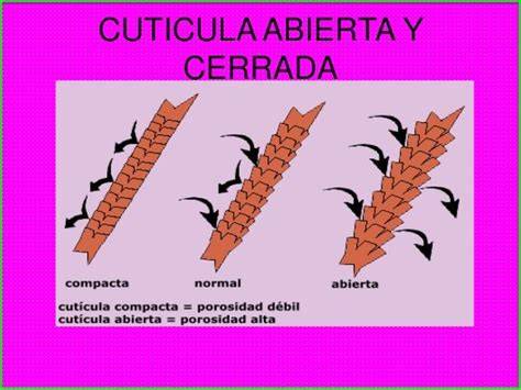 Cutícula capilar abierta por humedad