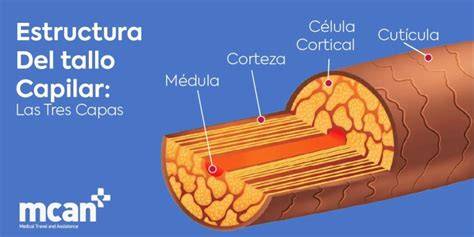 microscopía de tallo capilar triangular