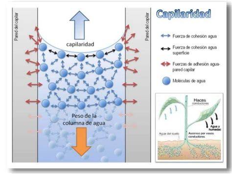 Esquema de fuerzas en ascenso capilar