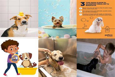 Perro durante baño con shampoo suave