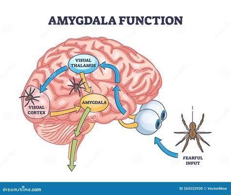 Respuesta cerebral al miedo durante una discusión